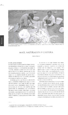 Maíz, Naturaleza y Cultura