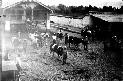 Ganaderos observando vacas que detienen campesinos en una hacienda