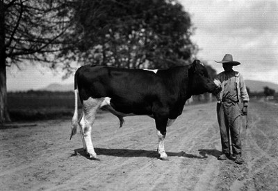 Campesino sosteniendo con un lazo a un toro en un camino
