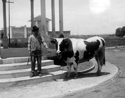 Campesino sosteniendo con un lazo a un toro frente a unkiosko de un poblado, retrato