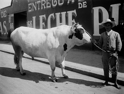 Campesino sosteniendo a un toro frente a una lechería, retrato