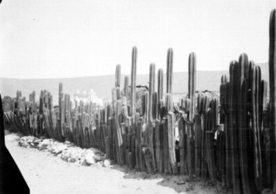Cactus en un camino