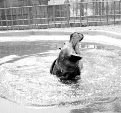 Hipopótamo abre el hocico en un estanque