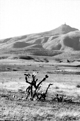 Nopales en un cerro