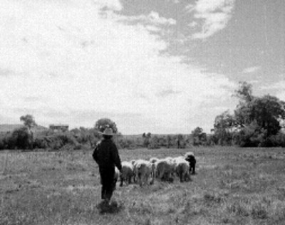 Pastor y ovejas en el rancho Ijiní
