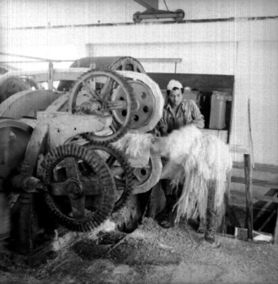 Trabajador manipula máquina desfibradora de henequén