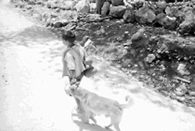 Niño con un perro en un camino