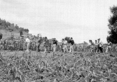 Agricultores inspeccionando un campo de cultivo de maíz