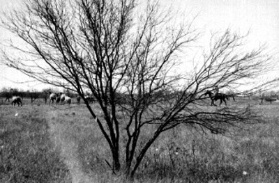 Arbol en campo de Africam Safari