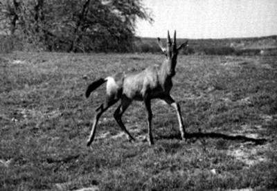 Antílope en el Africam Safari