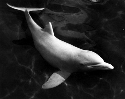Delfin en el agua