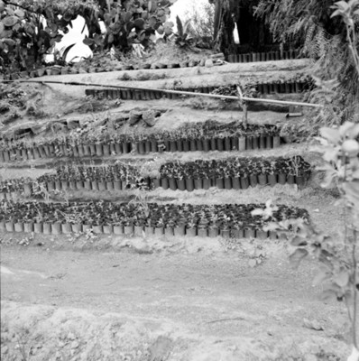 Plantas agrupadas en vividero