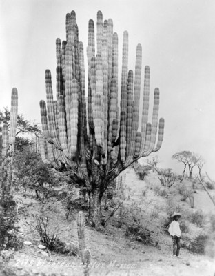 2176 El Cardón Cactus, México