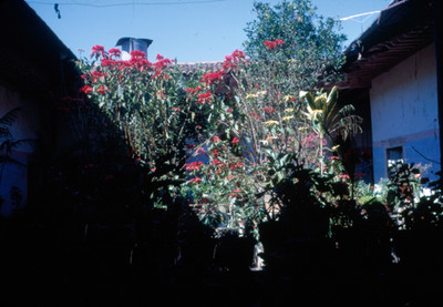 Plantas en un patio, vista parcial