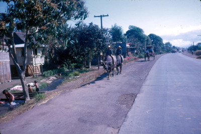 Hombres montados en bueyes caminan por la orilla de carretera