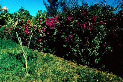 Flor de Bugambilia, paisaje