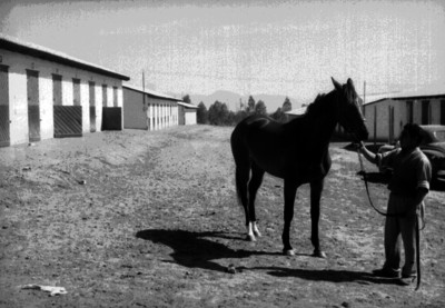 Hombre con un potro en las caballerizas