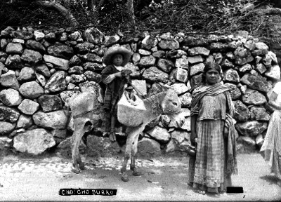 Cho cho Burro