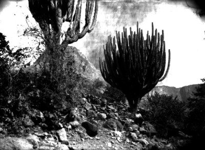 Cactus en un cerro