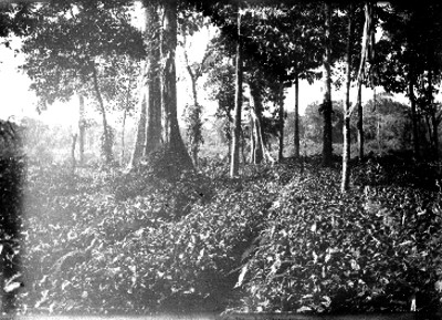Plantación en la selva