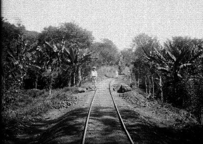 Vía férrea en medio de platanar