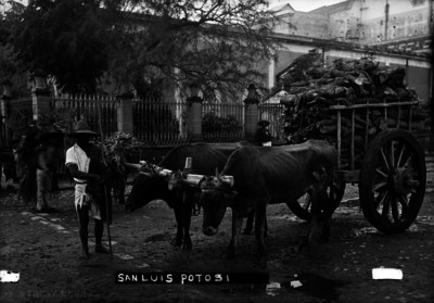 Hombre junto a carreta jalada por bueyes en "San Luis Potosí"