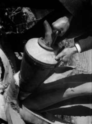 Sujeto extrae aguamiel de un maguey