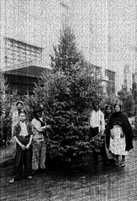 Personas observando los árboles navideños en los puestos ambulantes
