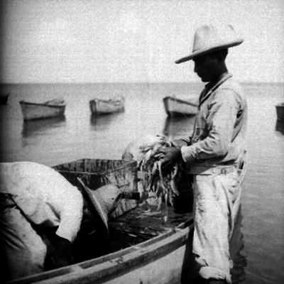Pescadores sacando camarón de una lancha