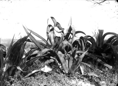 Tlachiquero extraé aguamiel de un maguey