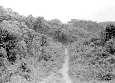 Camino hacia la Pirámide de los Nichos