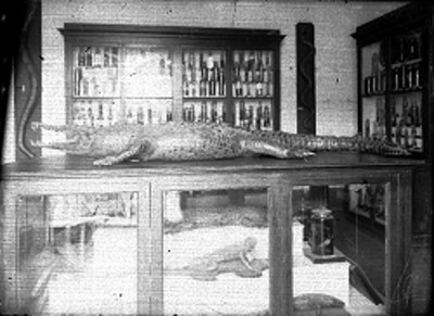 Exhibición de reptiles disecados en el Museo de Historia Natural