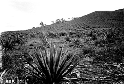 Magueyal, vista parcial