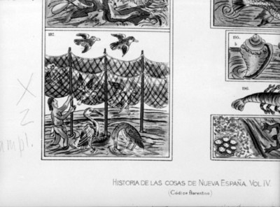 Ilustraciones del códice florentino referente a las actividades lacustres, reprografía