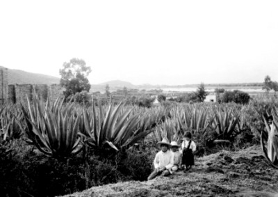 Niños entre magueyales, retrato
