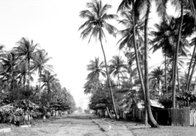 Camino con cocoteros, vista parcial
