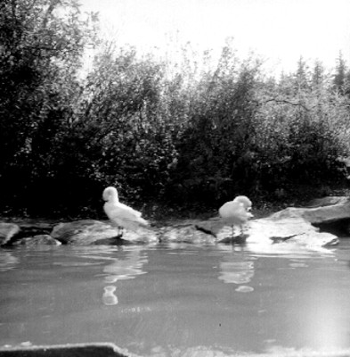 Patos a la orilla del lago de Chapultepec