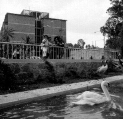 Familia observa patos en un estanque