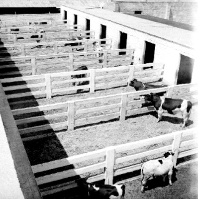 Vacas en un corral
