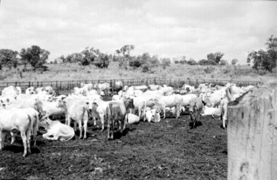 Cebús echados en un corral