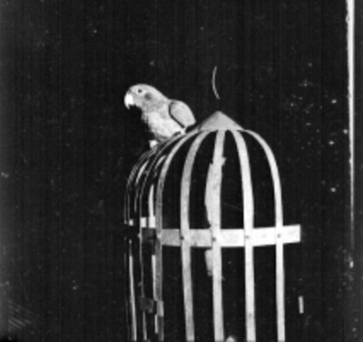 Loro sobre una jaula