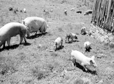 Cerdos en el corral de una granja