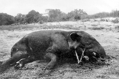 Tapir muerto