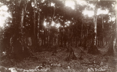 Sembradío de café en el bosque, vista parcial