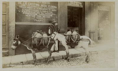 Burros con agua, Guanajuato