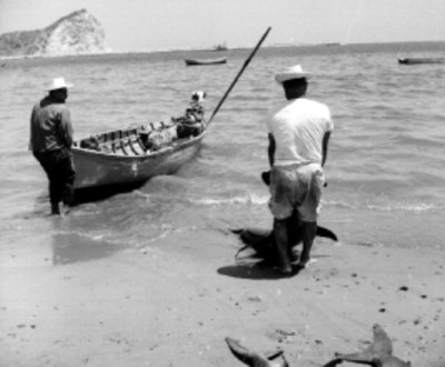 Pescadores bajando tiburón de una embarcación en una playa de Mazatlán