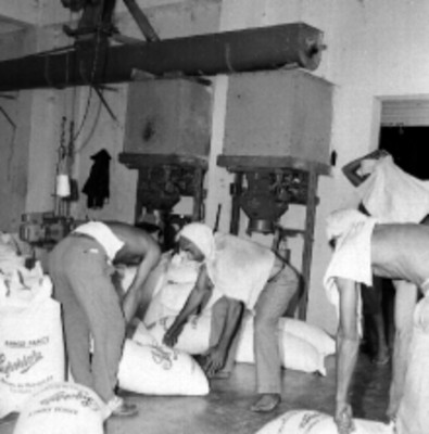 Cargadores levantando bultos de arroz en un molino de Culiacán