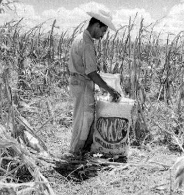 Campesino deshojando una mazorca en un campo de cultivo de maíz en Tamaulipas
