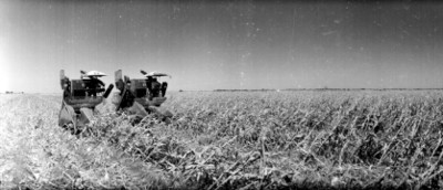 Trilladoras trillando maíz en un campo de cultivo de Nuevo Laredo, panorámica