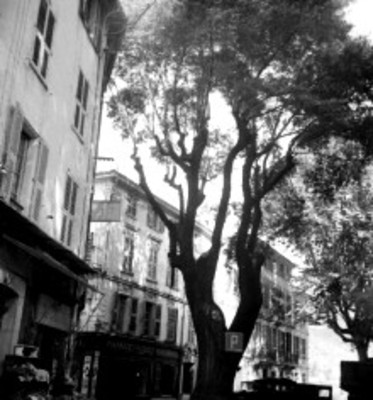 Casas y árbol